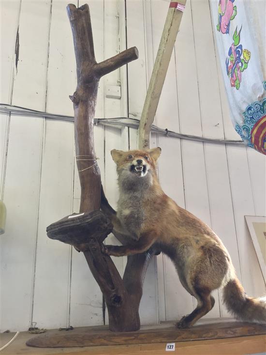 Taxidermy fox